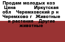 Продам молодых коз  › Цена ­ 3 000 - Иркутская обл., Черемховский р-н, Черемхово г. Животные и растения » Другие животные   